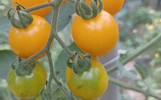 Galina-cherry-tomato