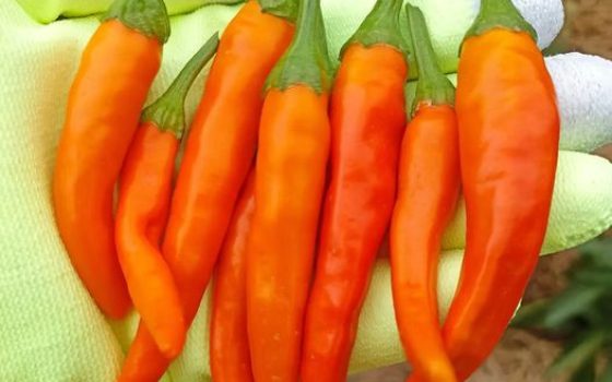 Orange-Thai-Pepper-